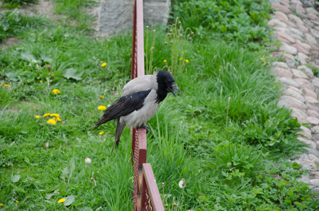 A big black crow croaking on the fieldの写真素材