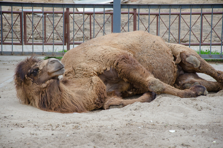 Bactrian camel resting on the ground. turning on its sideの写真素材