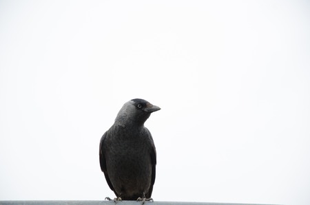 little crow on a white background looking into the distanceの写真素材
