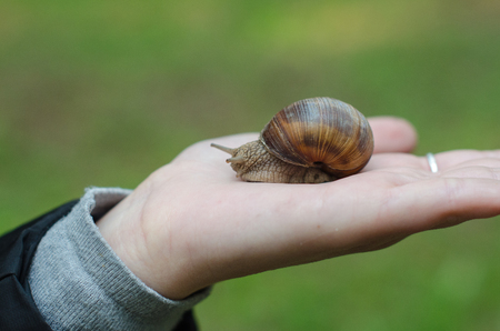A snail on child hand on the green nature backgroundの写真素材