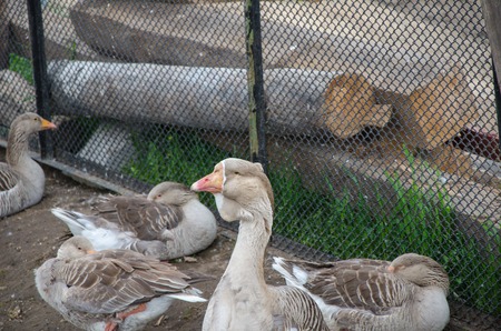 Goose leader and his females locked upの写真素材