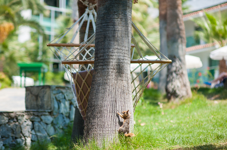 squirrel climbs a tree from the lawnの写真素材