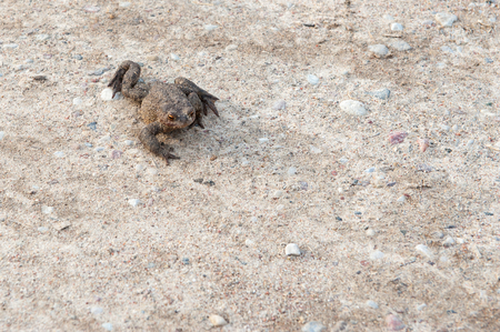 the toad crawls in the sand in search of shelter.の写真素材