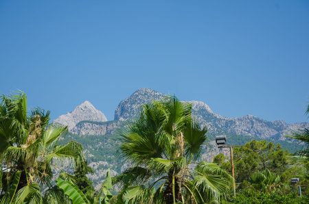 green palm trees on a background of mountains.の写真素材