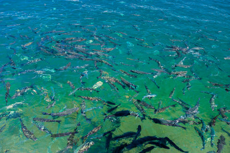 School of fish. Fish on the water