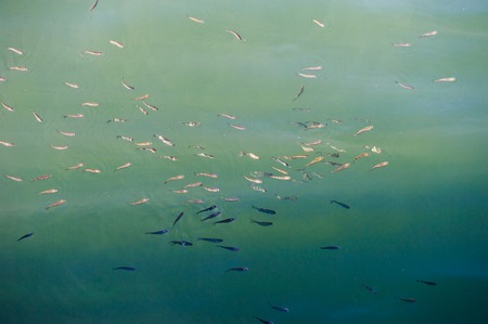 School of fish. Fish on the surface of the waterの写真素材