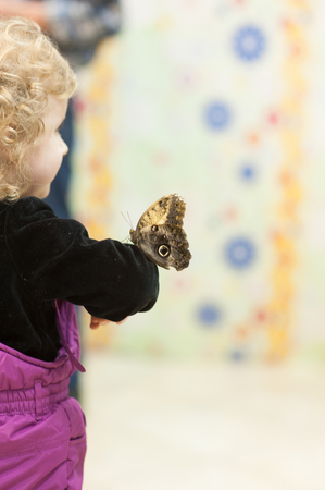 A butterfly sits on the hand of a boy. Butterfly Show.の写真素材