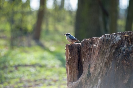 Eurasian tree sparrow sitting on a stump.の写真素材
