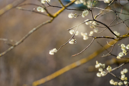Bee collects nectar on the flowers of pussy willow, slow motion. Springtime. The bee collects pollen from the buds of the willowの写真素材