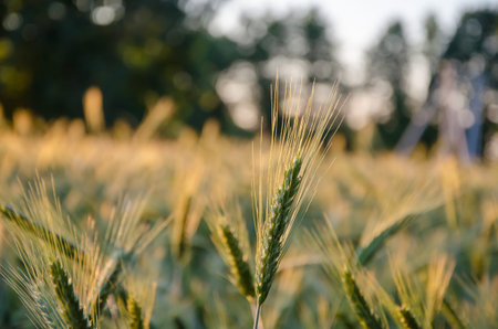 Wild grass with spikelets smoothly swinging in wind, summer plants. Green grass with golden and...