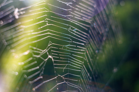 nature, close up of a spider web with dew drops slow motionの写真素材