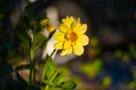 Beautiful bright sunflowers with seeds on wooden table close up.の写真素材