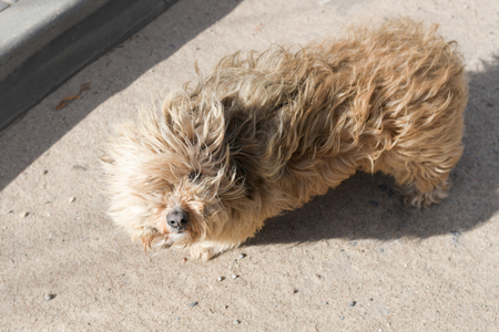 shaggy dog. Shaggy dog in the park. Winter seasonの写真素材