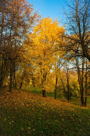 Autumn landscape Beautiful golden autumn landscape in the park. The forest is blooming yellow.の写真素材