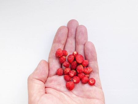 Strawberry in a hand on a white background. Little red strawberries in the hand. Strawberry in a hand on a white background. Top view, flat lay.の写真素材