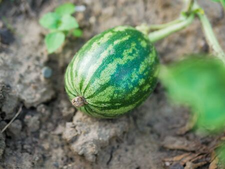 ripening watermelon. A large watermelon grows in a garden with many watermelon vines and leaves spreading across the ground. Just before it is harvested, pickedの写真素材