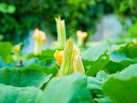 pumpkin flower. Beautiful yellow pumpkin flowers. blooming pumpkin bush.の写真素材