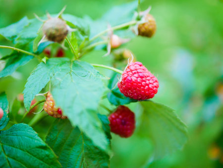 raspberries ripen on the bush. home without chemicals and additives. eco raspberries. Red raspberry...