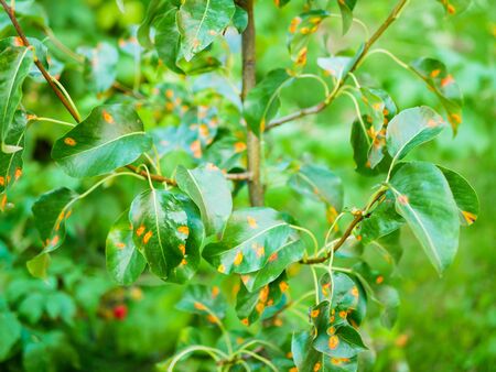 diseased pear leaves. Disease of leaves and vines of pears close-up of damage to rot and parasites. The concept of protection of industrial pear garden.の写真素材