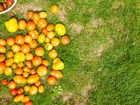 tomatoes on the grass. different colors and shapes on a sunny day. Tomatoes on the green grass. natural grass and tomatoes. Tomato season. Top view, flat lay.の写真素材