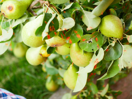pear spoils on a tree. rotten pear, which is hanging on the tree in the orchard. Photo close-up, small depth of field. Wasp sits on spoiled fruit and eats it.の写真素材