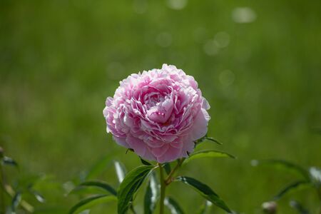 Pink Gergina. on a green background. Gergina Flower Close Up.の写真素材