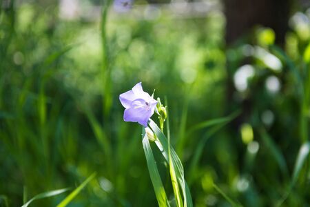 purple flower on a green, blurred background. summer flowers. spring is coming. the flowers are bloomingの写真素材