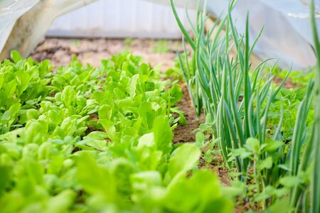 Salad with onions in the greenhouse. eco food.の写真素材