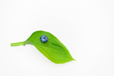 eco blueberries. Natural eco blueberries. Copy space for text. healthy food.の写真素材