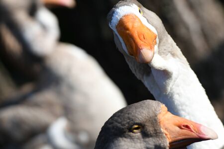 goose head. Goose head close up. grey goose.の写真素材