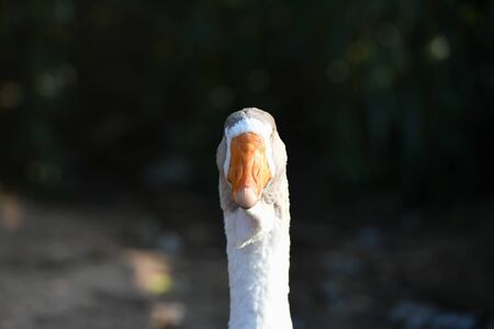 goose head. Goose head close up. grey goose.の写真素材