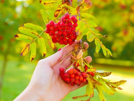 red rowan in hand. female hands holding a bunch of red rowan berries, autumn concept.の写真素材