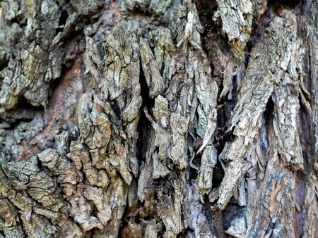 tree bark close-up. bulging tree bark of gray colorの写真素材