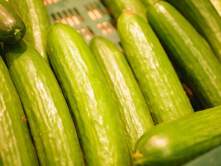 ripe cucumbers on the counter. A collection of cucumbers in a shop window. close-upの写真素材