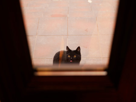 cat on the street outside the door. The cat asks home. The cat is sitting near the door. On the...