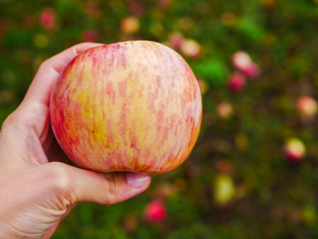 Red apples in the hand. holding an apple with one hand. Woman holding red apples in a hand. Autumn...