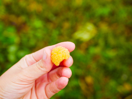 yellow raspberries in the hand. Ripe yellow raspberries. In the palm of your hand. Large view