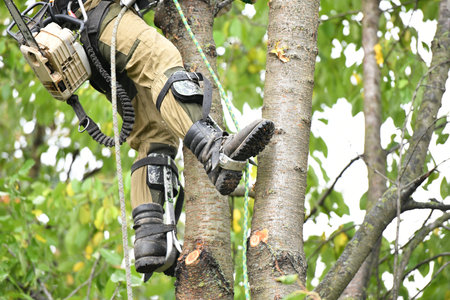 Climber on a tree. Climber on a white background. Arborist man cuts branches with a chainsaw and...