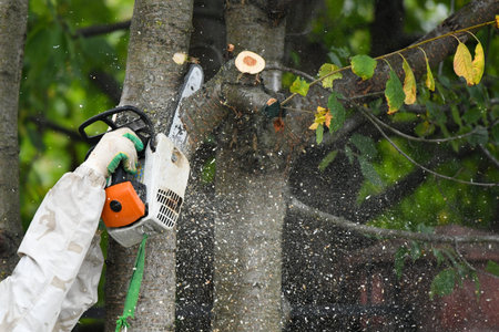 Lumberjack works with a chainsaw. Climber on a white background. cuts branches with a chainsaw and...