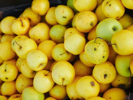 yellow apples close-up. Farm for growing apples. Many apples. View from above.の写真素材