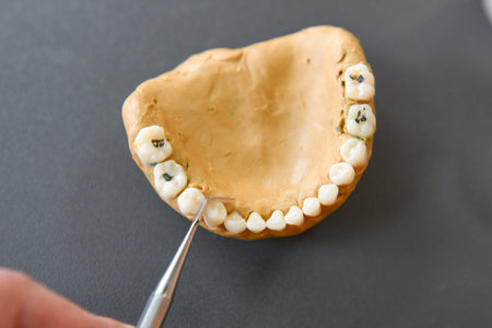 dental model for trainers. Jaw denture mock denture. Mouth, education. training sample for a...