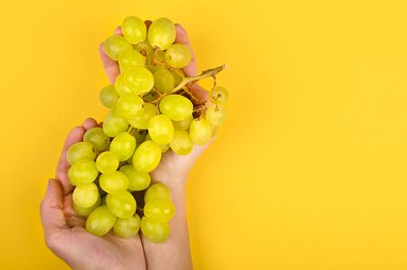 Photo of green grape on a yellow background. Volumetric grapes. A bunch of green grape bushの写真素材