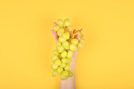 Photo of green grape on a yellow background. Volumetric grapes. A bunch of green grape bushの写真素材