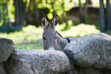 donkey head funny gray donkey domesticated member of the horse family.