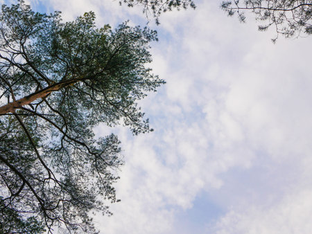 crown of trees against the sky. place for an inscription. bottom view.