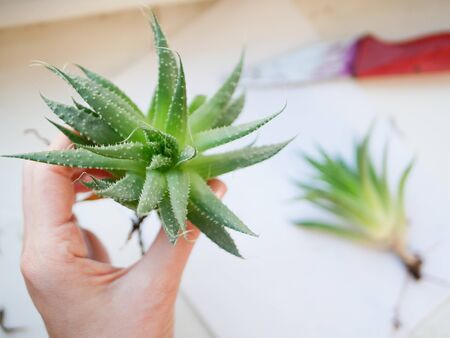 succulent. Plant on a white background green succulents.の写真素材