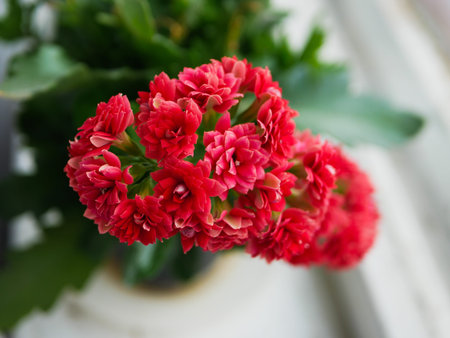 succulent. Plant on a white background green succulents.の写真素材