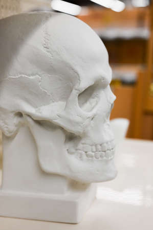 White gypsum skull of a man. Human head layoutの写真素材