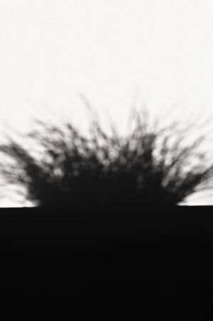 Abstract grass background texture in the shade, sunlight from the lawn grassの写真素材