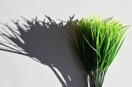 The shadow of green grass. Top view of a long shadow falling from grass.の写真素材